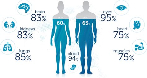 biology - Is the majority of the human body water? - Skeptics Stack Exchange