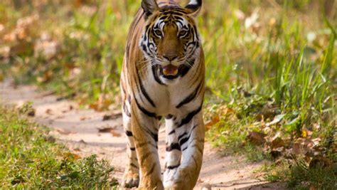 India Wildlife Tourism | National Parks & Wildlife Sanctuaries in India