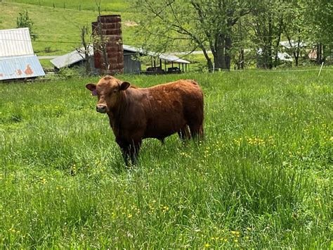 What does it take to get GOOD grass-finished beef? - C&F Farms