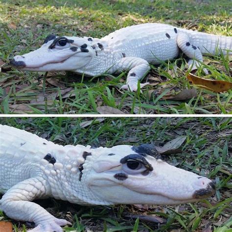 🔥 Leucistic Alligator 🔥 : r/NatureIsFuckingLit