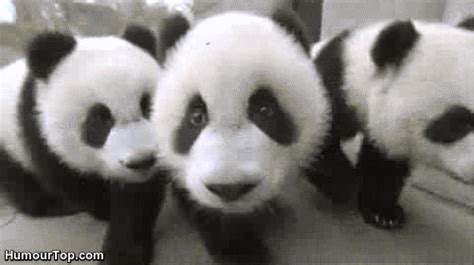 Funny Panda Gif