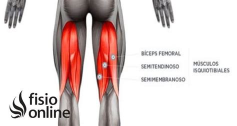 Etapa Gran Barrera de Coral sombrero isquiotibiales anatomia Propiedad asqueroso Para buscar refugio