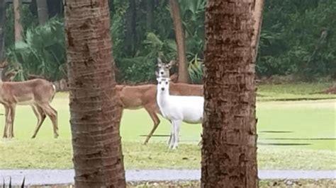 Snow-white deer appears on Edisto Island; wildlife expert weighs in