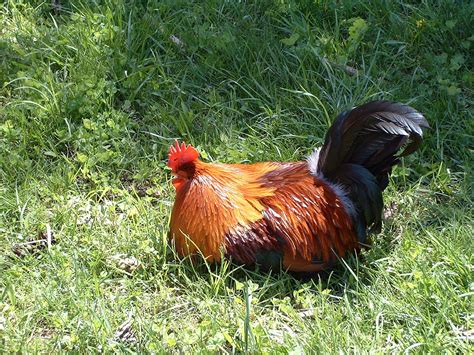 File:Rooster relaxing in sunlight.jpg - Wikimedia Commons