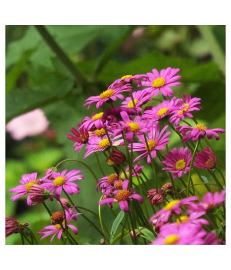 Brachyscome Flowers Seeds for Home Garden - Pack 50 Premium Seeds: Buy ...