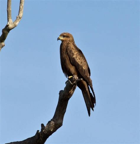 Black kite - Alchetron, The Free Social Encyclopedia