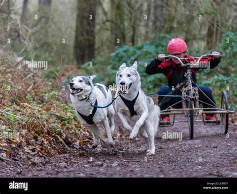 Siberian Husky Racing Stock Photo - Alamy