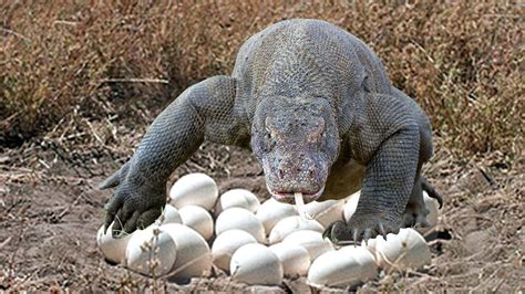 Komodo Dragon Laying Eggs in cave on the dry river side of Komodo ...