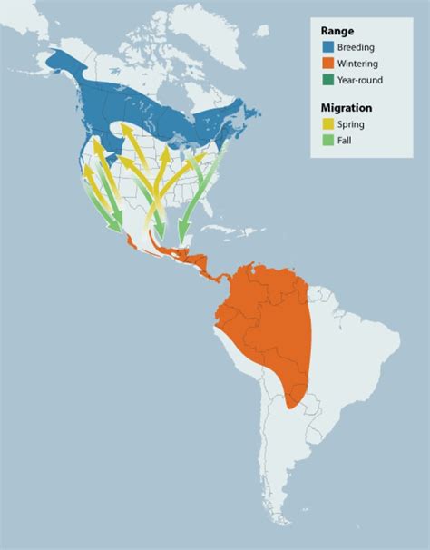 Songbirds' dramatic migrations possibly controlled by tiny set of genes ...