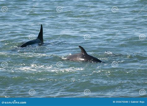 Orca Family Hunting Sea Lions on the Paragonian Coast, Stock Photo ...