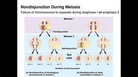 Abnormal Chromosome Numbers - YouTube