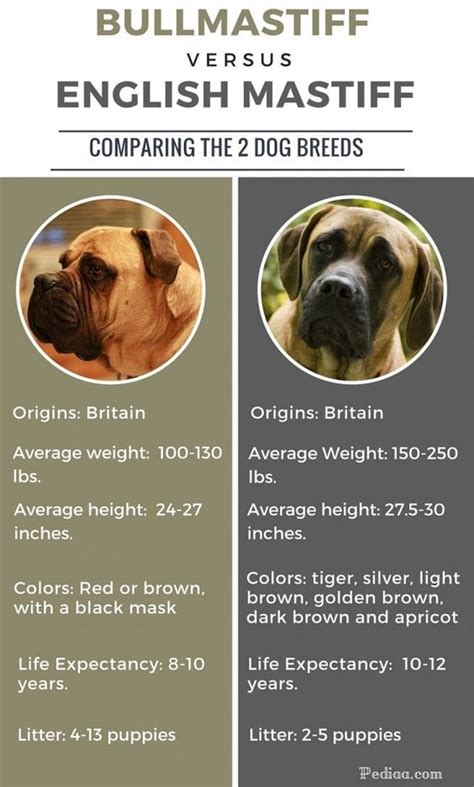 Difference between Bullmastiff and English Mastiff - infographic | Bull mastiff, English mastiff ...