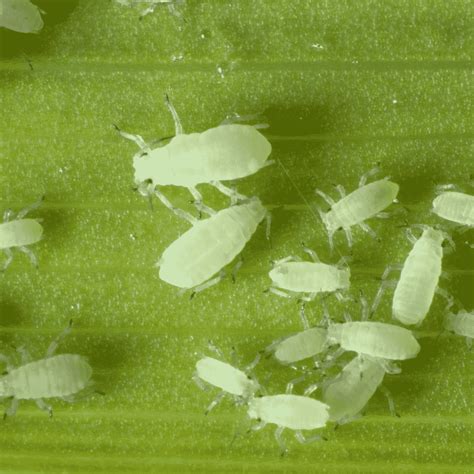 Aphids - Bonner County Gardeners Association