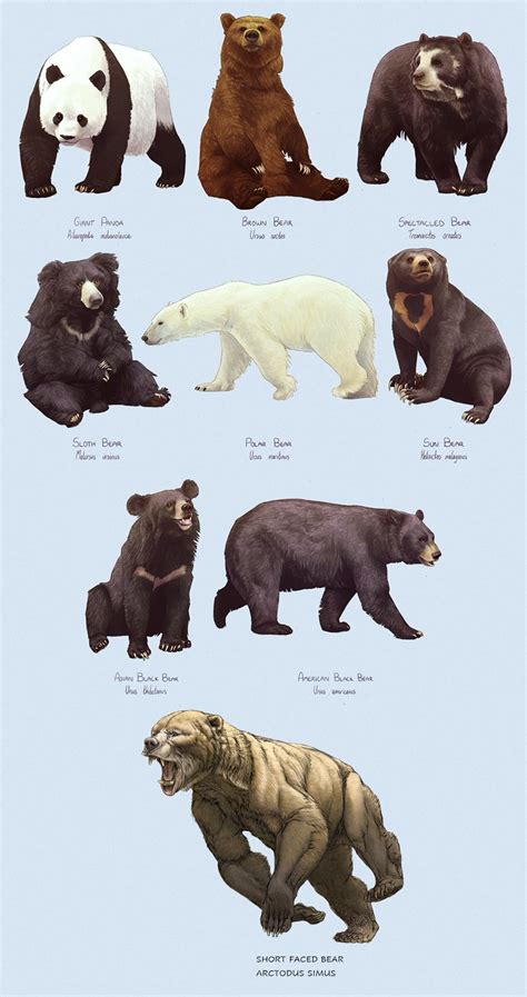 Cave Bear Size Comparison