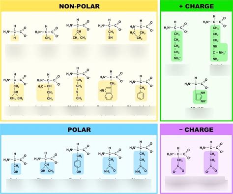 Biochemistry Diagram | Quizlet