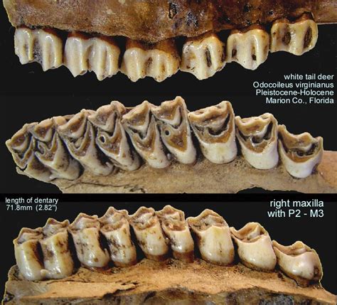 Deer Upper Teeth - Member Collections - The Fossil Forum