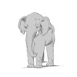 Elephant Clipart Drawing Free Stock Photo - Public Domain Pictures