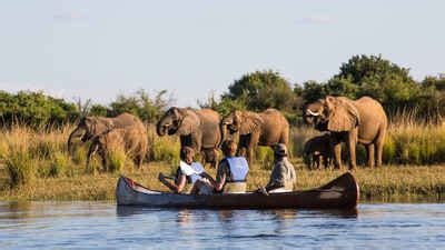 Zambia Wildlife | 7607 sightings of species across Zambia | Expert Africa