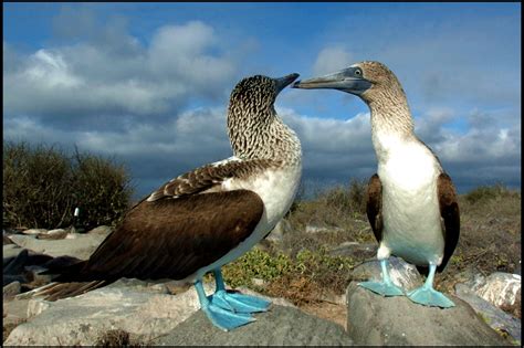 Isla Española | Galápagos