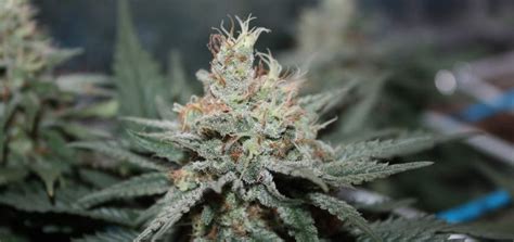 Best cannabis strains for beginner growers