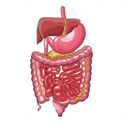 an illustration of the anatomy of the human body, including the stomach and small intestories