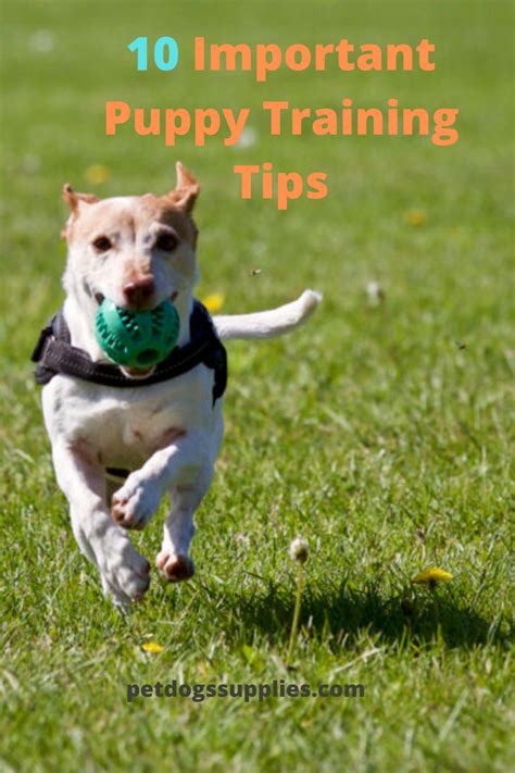 10 Important Puppy Training Tips | Puppy training, Puppy training tips, Crate training dog