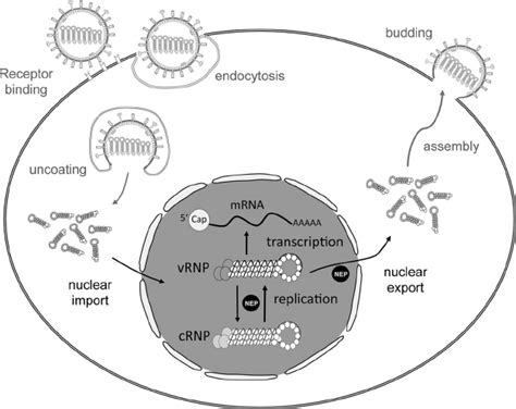 Illustration of the influenza A virus replication cycle. Influenza A ...