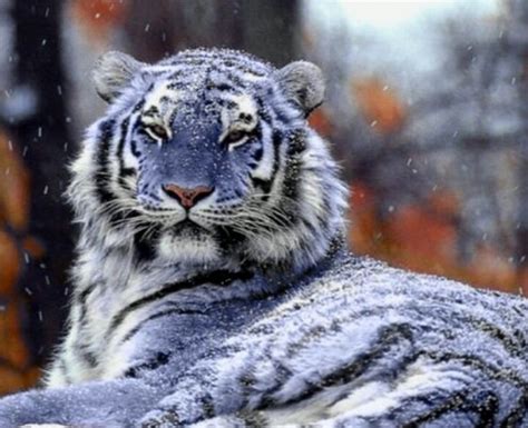 Blue tiger | Maltese tiger, Animals, Animals beautiful