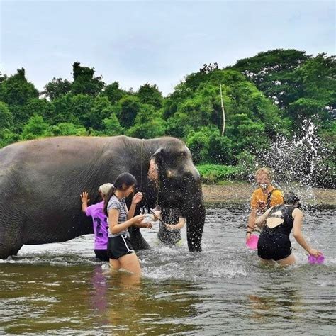 Bangkok Elephant Care Sanctuary