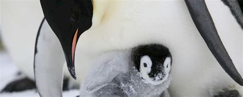 Emperor penguin breeding cycle – Australian Antarctic Program