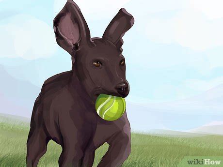 How to Train Big Dogs: 15 Steps (with Pictures) - wikiHow