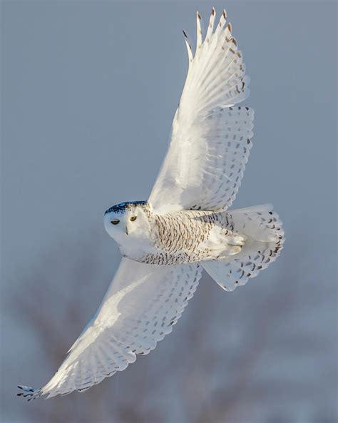 Female Snowy Owl in Flight #1 Photograph by Guoqiang Xue - Pixels