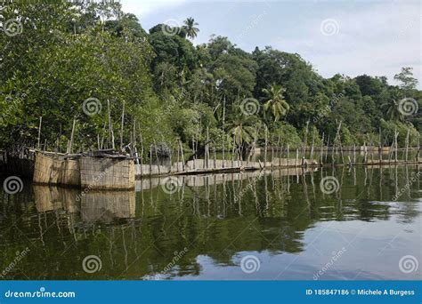 Prawn Farming on Maduwa River, Sri Lanka Stock Photo - Image of shrimp, river: 185847186