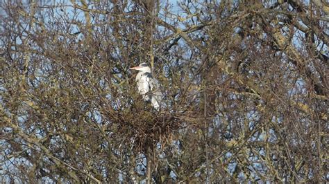 Grey Heron preening in nest on island - YouTube