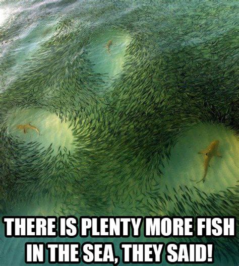 There is plenty more fish in the sea | It Will Be Fun, They Said | Know Your Meme