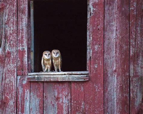 Barn Owls – Ontario Barn Preservation