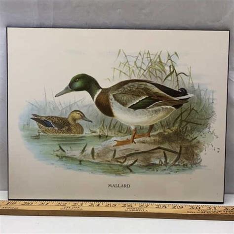 Mallard | Live and Online Auctions on HiBid.com