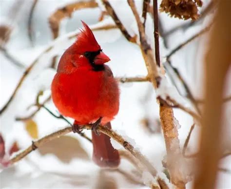 Indiana State Bird: Description, Pictures, & Fun Facts