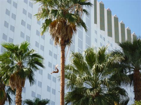 Palm Tree Trimming « Affordable Tree Service, Las Vegas, NV