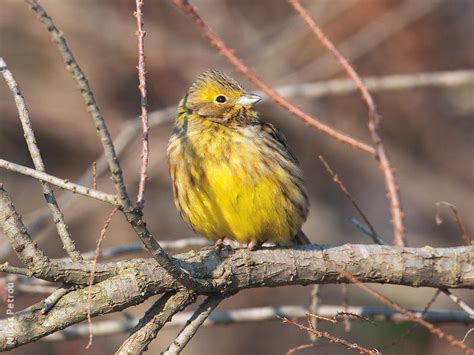 Yellowhammer | KuwaitBirds.org