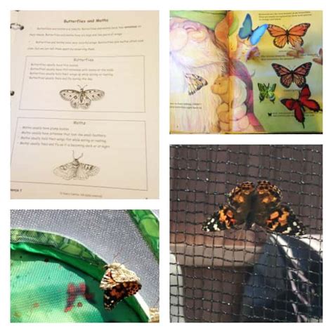 Examining the Characteristics and Life Cycles of Insects (and Spiders ...