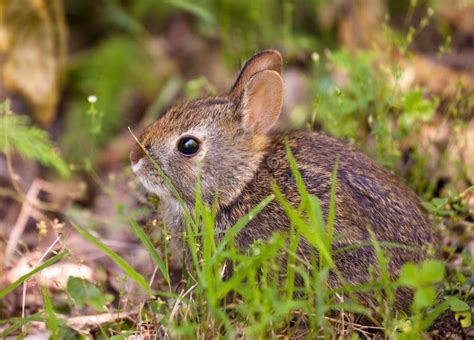 Baby Rabbit In Forest Stock Images - Image: 25265864