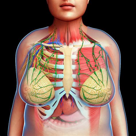 Anatomy Of Chest - Chest Muscles Diagram Shoulder Muscle Anatomy Neck Muscle Anatomy Muscle ...