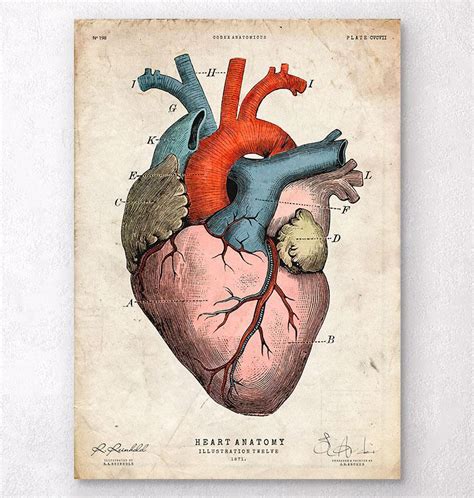 Anatomischer Herzkunst - Anatomie Kunst - Codex Anatomicus®