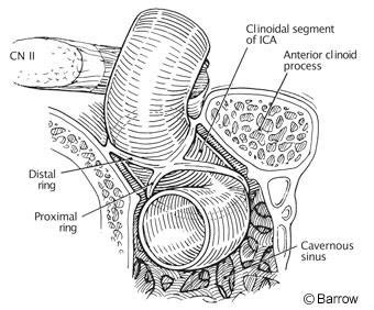 Ica Anatomy - Anatomical Charts & Posters