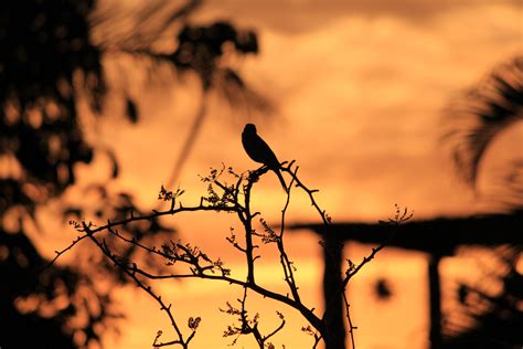 Evening Bird Paths, Lamp Post, Hues, Evening, Celestial, Sunset, Outdoor, Outdoors, Sunsets