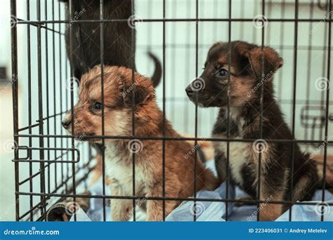 Two Young Puppies in a Cage, Animal Shelter Stock Image - Image of ...