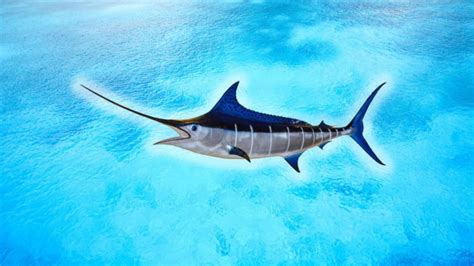 Pacific Blue Marlin: Facts, Habitat, Fishing Methods, Species