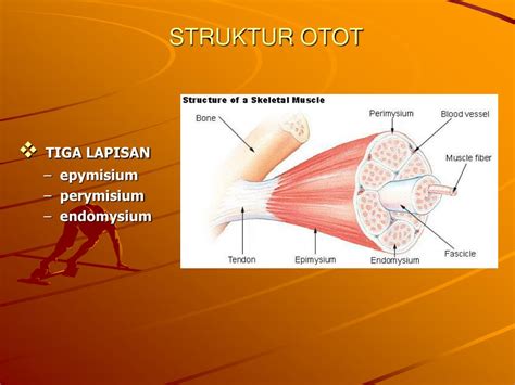 Populer Struktur Otot Rangka, Hewan Invertebrata