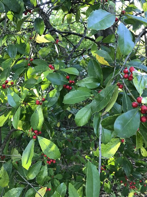 Help identifying red berry on tree, Nashville ,TN : r/foraging